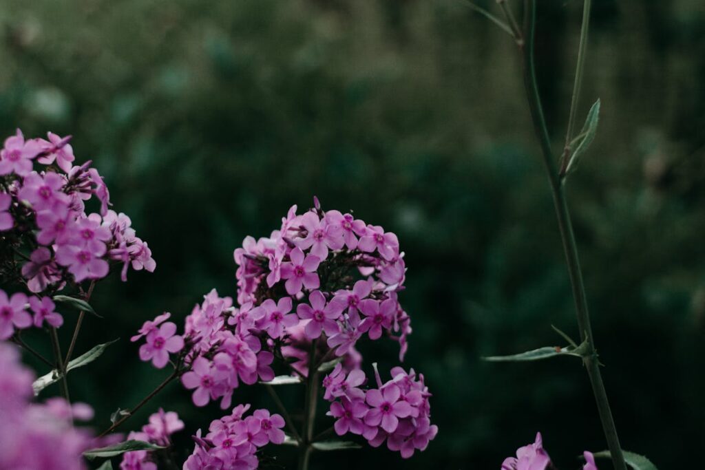 farverige-blomster